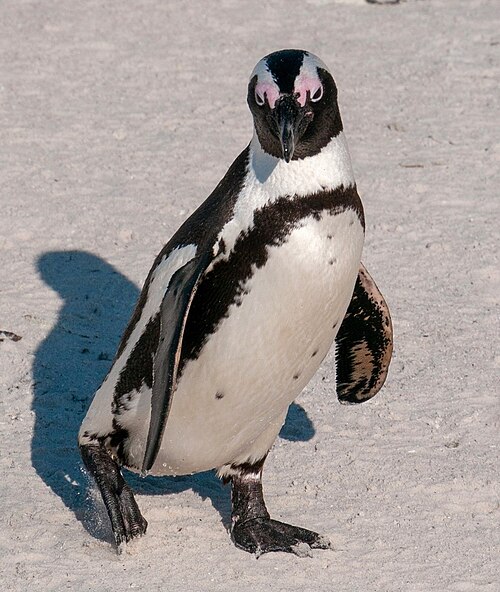 African penguin